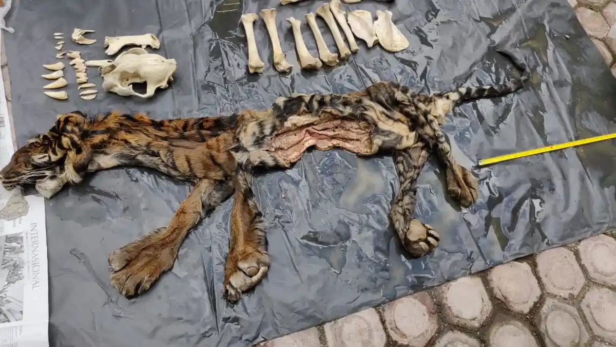 Jual Kulit Harimau Seharga Rp 90 Juta, Polda Aceh Amankan Seorang Warga Bener Meriah 