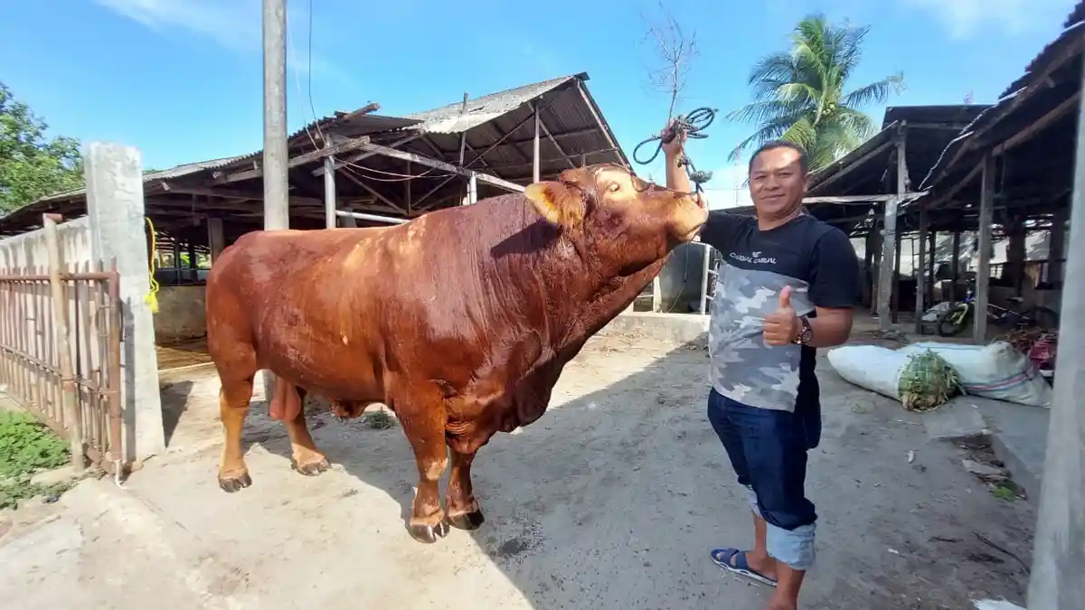 7 Jenis Sapi Ukuran Standar Hingga 'Raksasa' yang Cocok Jadi Hewan Kurban