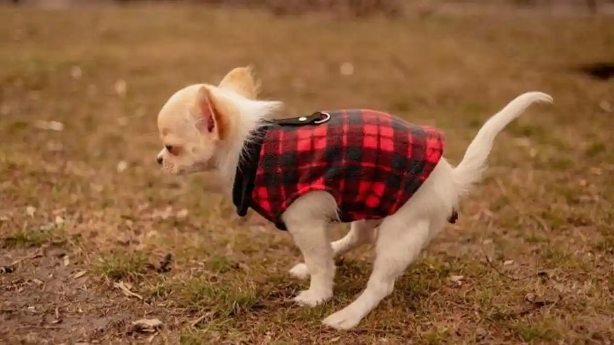 12 Arti Mimpi Menginjak Kotoran Anjing, Tahi Anjing di Lantai, Tak Melulu Rezeki Nomplok