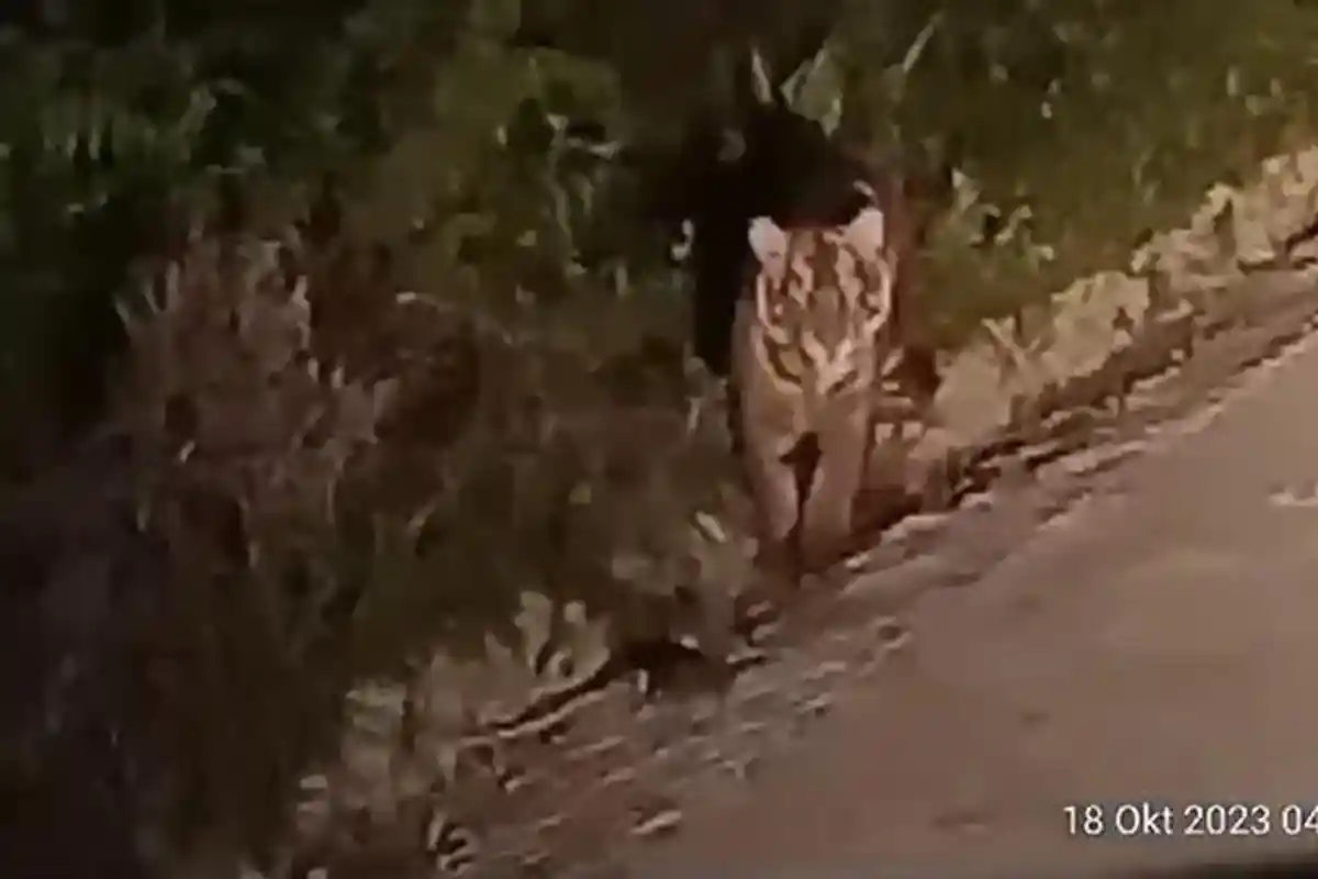 Kemunculan Harimau Terekam Kamera Pekerja HTI di Siak, Ini Kata BBKSDA Riau