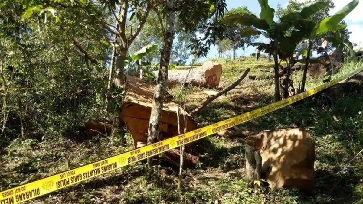 Operator Gergaji Mesin Tewas Tertimpa Pohon, Lompat Ke Arah yang Salah