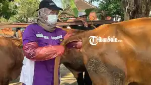 Pemeriksaan-sapi-kurban-56.jpg