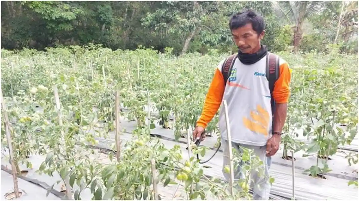 Petani Cabai di Banyuasin Tanam Ulang Bibit, Pohon Banyak Mati Terdampak Kemarau