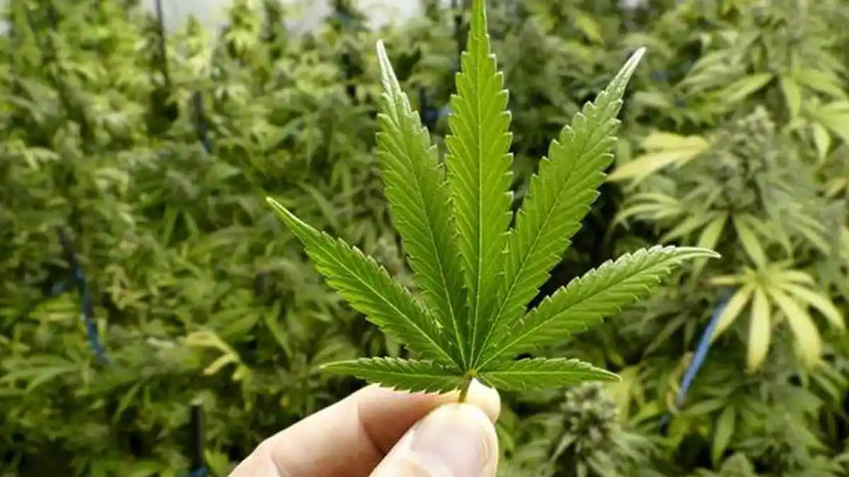 Tergiur Untung Besar, Pemuda Usia 19 Tahun di Jaktim Edarkan Ganja