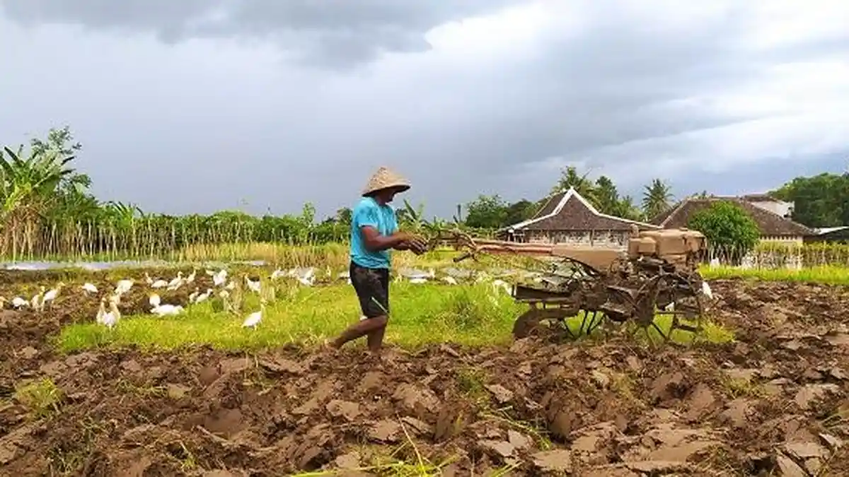 Kuota Impor Dihapus, Petani Sleman Kecewa, Khawatir Dirugikan