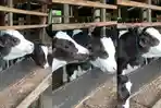 Viral-sapi-berwajah-goodlooking-dari-Boyolali-Jawa-Tengah-Video-ditonton-jutaan-orang.jpg