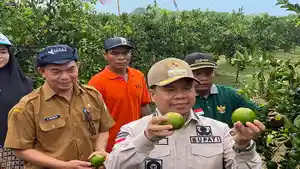 Bupati-Sambas-Satono-panen-perdana-jeruk-moraga23r4ewf.jpg