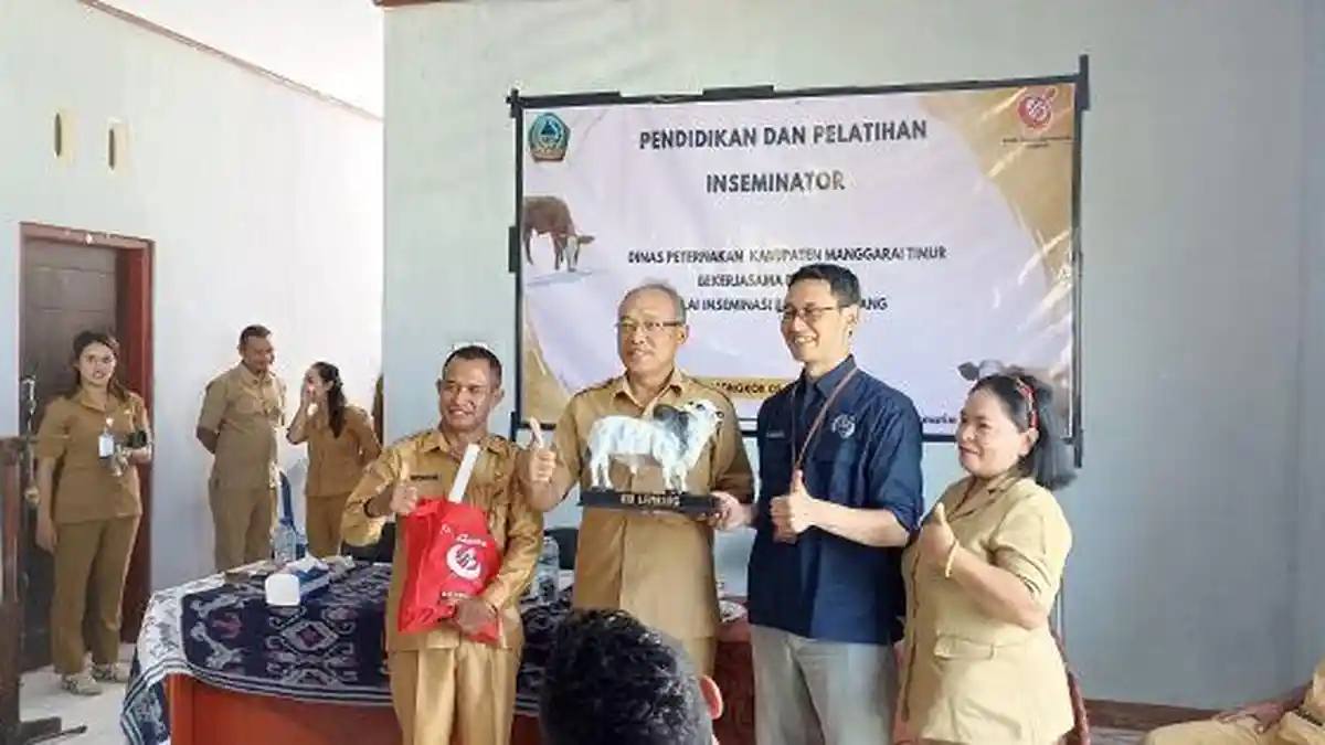 Dinas Peternakan Manggarai Timur Diklat Petugas IB Sapi Tingkatkan SDM, Mutu dan Populasi Ternak