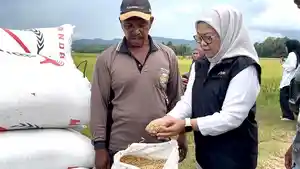 Kepala-Perum-Bulog-Sulawesi-Tenggara-Siti-Mardati-mengecek-panen-raya-di-Wonua-Konawe-Selatan.jpg