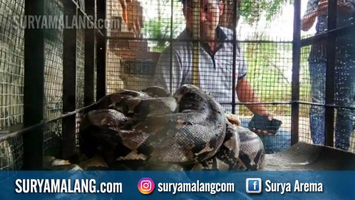Ular Sanca Kembang yang Teror Mojokerto Bisa Tumbuh Lebih Besar Ketimbang Anaconda Amazon