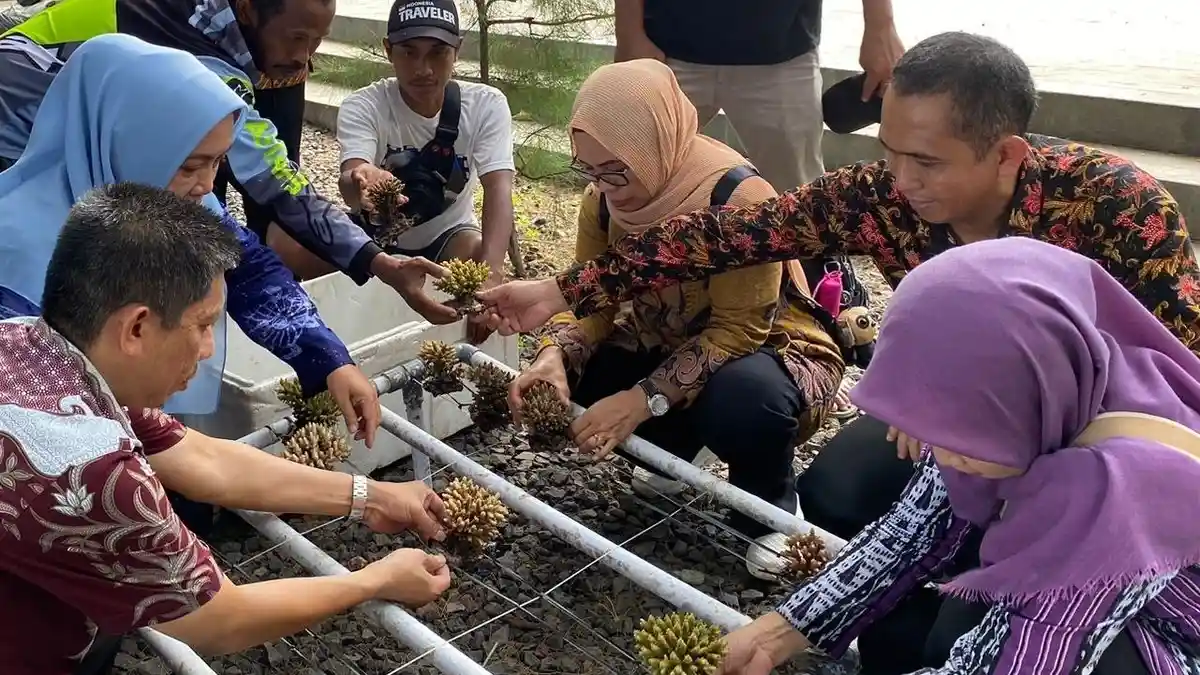 Berau Belajar Restorasi Terumbu Karang dan Potensi Pengelolaan Karang Hias Banyuwangi
