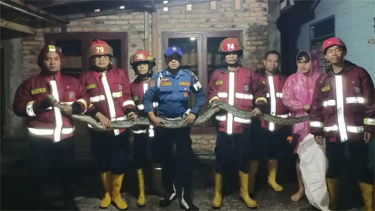 Kaget Temukan Ular Piton Berukuran Besar di Gudang Rumahnya, Warga Padang Minta Bantuan ke Damkar