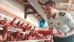 lapas-lumajang-pelihara-ayam-petelur.jpg