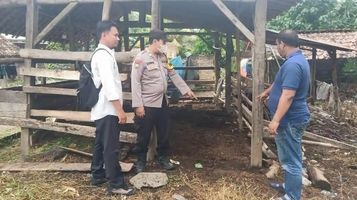 3 Ekor Sapi Milik Warga Lampung Selatan Hilang Dicuri, Korban Merugi Rp 35 Juta