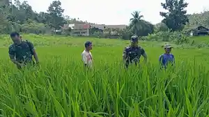Dandim-tinjau-padi-gogo.jpg