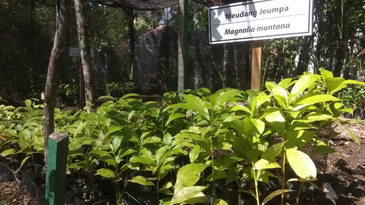 Imum Mukim Lutueng Lestarikan Pohon Meudang Jeumpa, Bahan Konstruksi Rumah Aceh yang Kini Langka