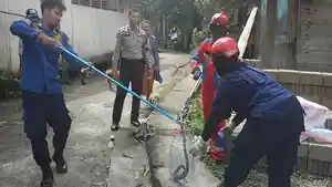 ular-kobra-435erfgd.jpg
