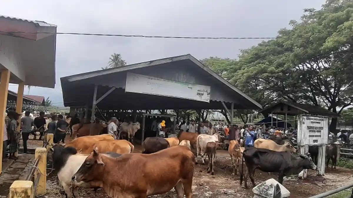 Harga Sapi Naik di Pasar Hewan Sibreh, Daging Sapi Meugang Diprediksi Mencapai Rp 170 per Kilogram