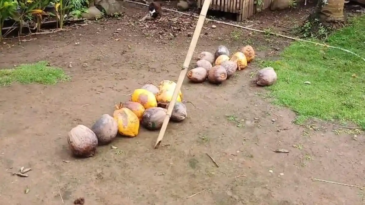 Harga Kelapa dan Santan di Seluma Bengkulu Kini Rp 2.500 per Buah