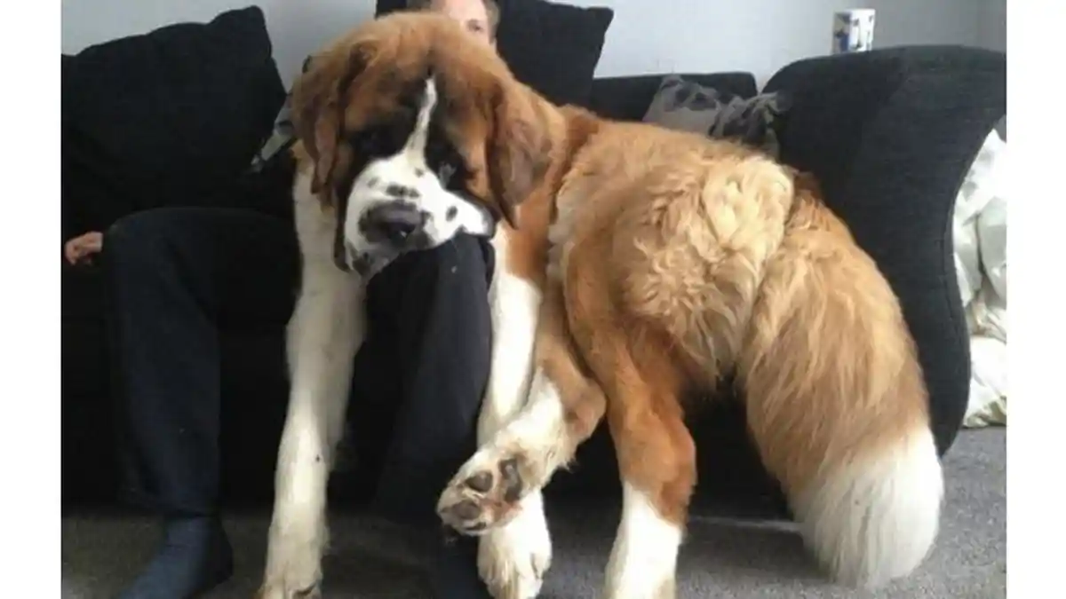 Anjing Besar di Dunia - Wuih! Hewan Ini Gede Banget, Bikin Kamu Pingin Pelihara di Rumah