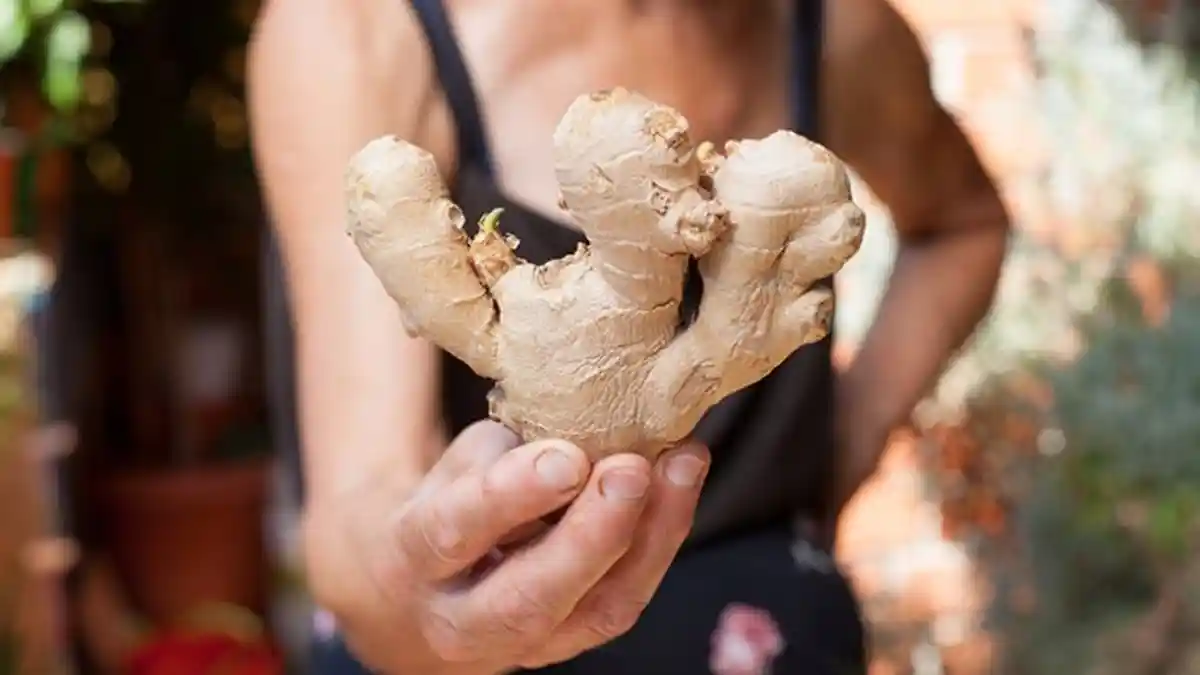 Ibu Hamil dan Orang Kurus Dilarang Minum Jahe, Ini Bahaya yang Mengintai