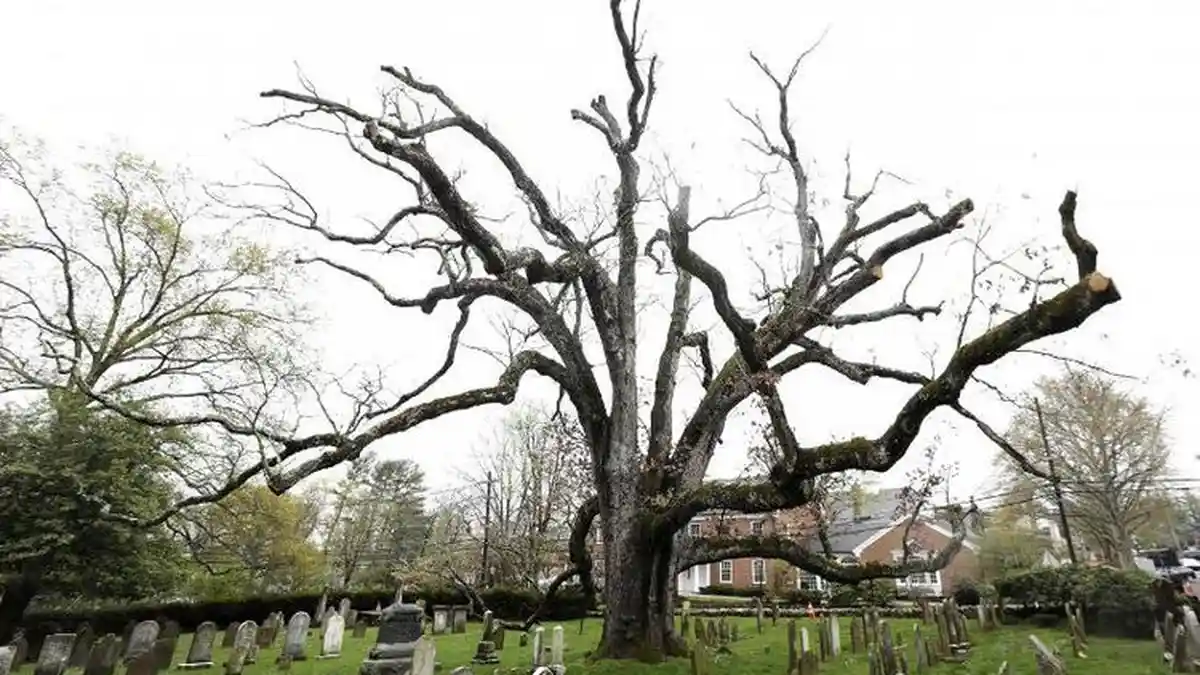 Pohon Tertua di Amerika Serikat Itu Akhirnya Tumbang