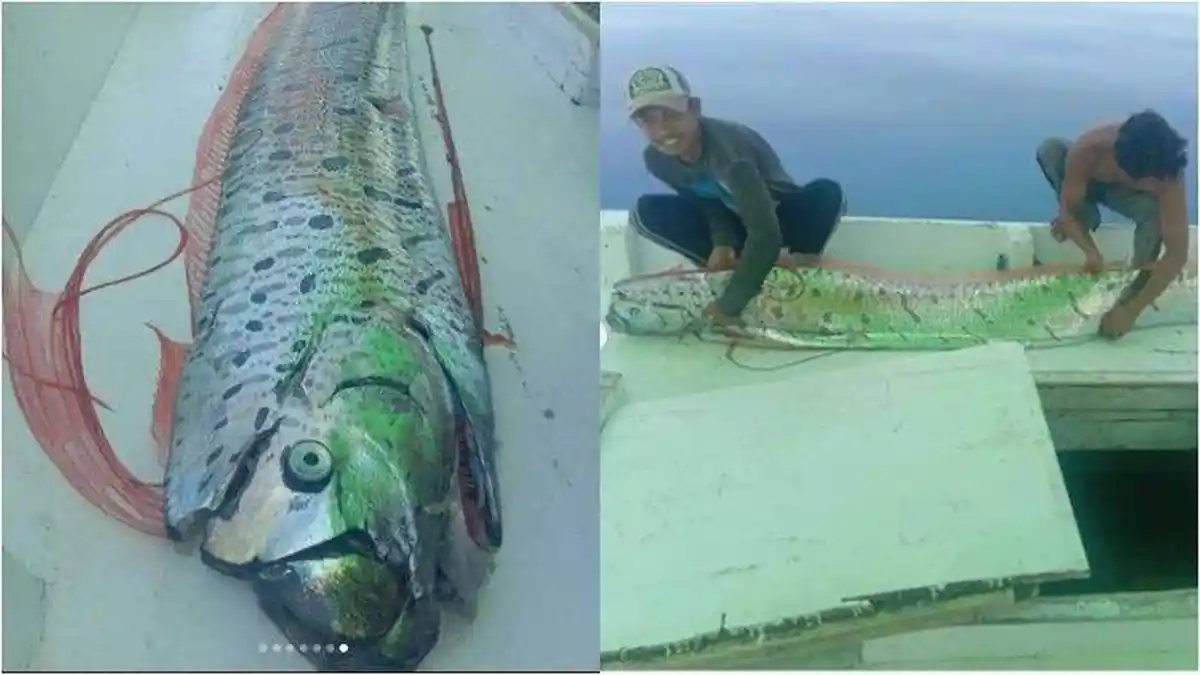 LIPI Jelaskan Fenomena Kemunculan Ikan Oarfish