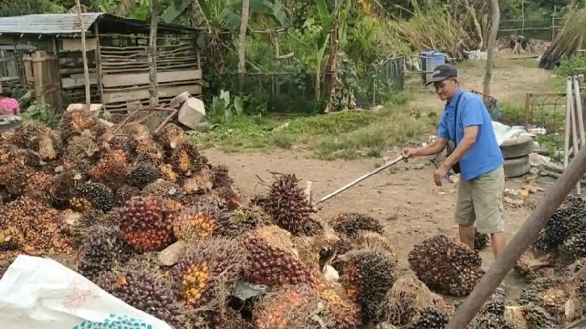 Harga TBS Sawit Sumsel Naik, Usia 10–20 Tahun Tembus Rp 3.451 Per Kilogram