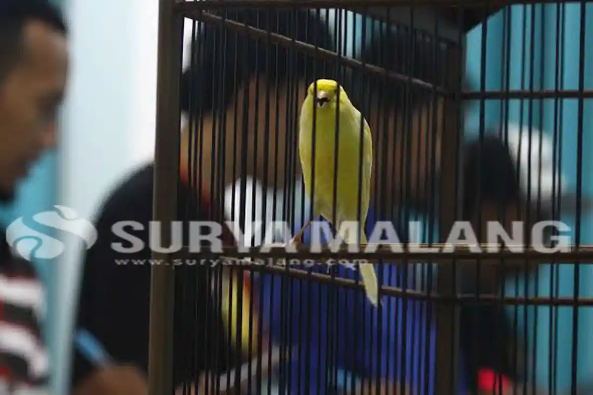 Kontes Burung Kenari Diharap Bisa Tumbuhkan Peternak Lebih Banyak