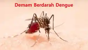 20250916_Demam-Berdarah-Dengue_DBD_Kaltim_Kalimantan-Timur.jpg