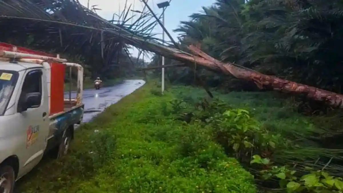 Listrik di Lingga Padam Gegara Pohon Sagu Tumbang, Tiang Ikut Rusak