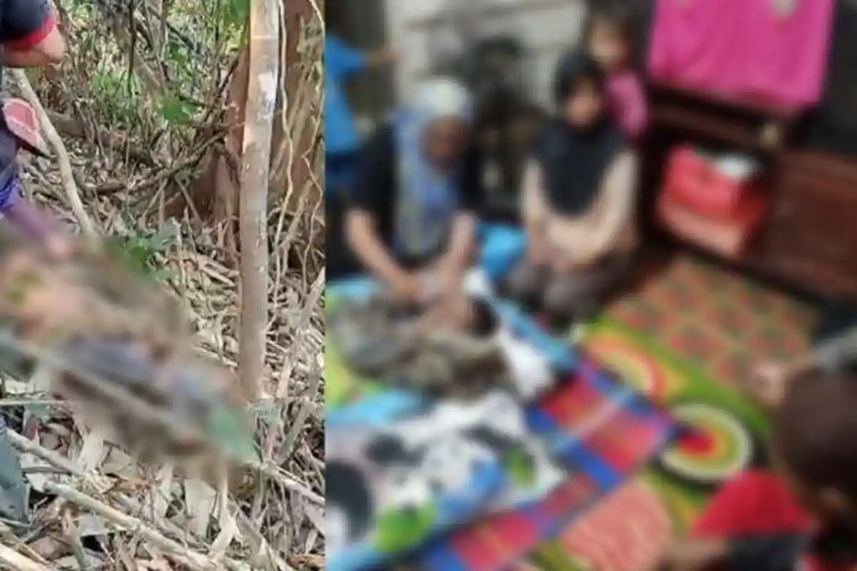 Kronologi Pria di Konawe Tewas Dililit Ular Piton di Kebun Warga