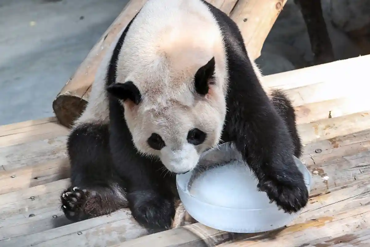 Kebun Binatang Washington Menunggu Bayi Panda, Diperkirakan Lahir Dalam Pekan Ini