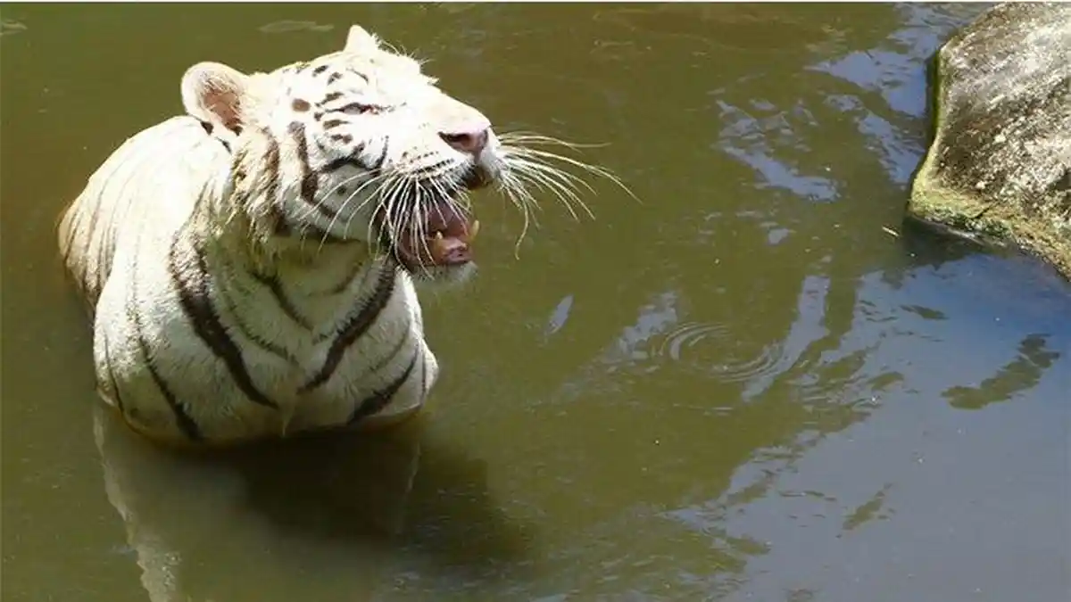 UPDATE Harimau Sinka Zoo Lepas, Satu Ekor Ditembak Mati, Satu Masih Diburu: Masyarakat Tetap Waspada