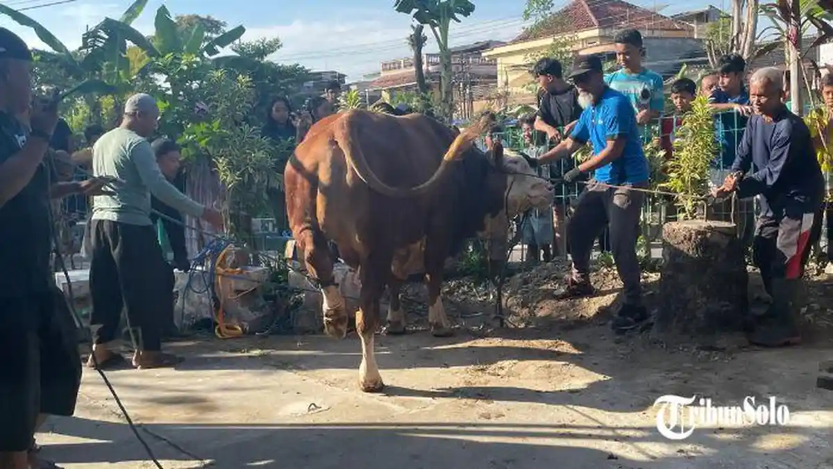 Presiden Prabowo Salurkan Dua Sapi Kurban Jumbo di Sukoharjo, Jenis Simmental dan Limousin