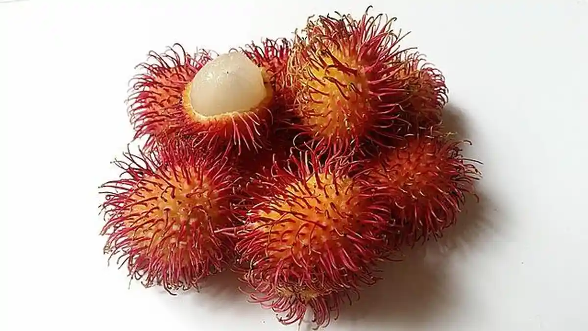 Daftar Daerah di Sulawesi Utara Panen Buah Rambutan pada 2024, Bolmong ...