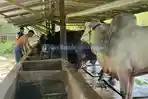 6 Daerah di Sulut yang Dapat Bantuan Hewan Kurban dari Presiden Prabowo, Disediakan Farm Mas Joko