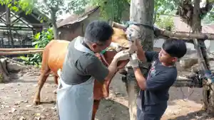 PMK-pada-ternak-sapi-dilaporkan-saat-ini-berada-di-angka-nol.jpg