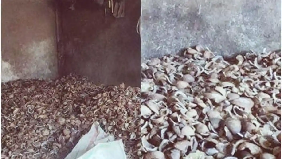 Harga Kopra Terkini di Manado Sulawesi Utara Turun, Segini Dijual Per kilogram