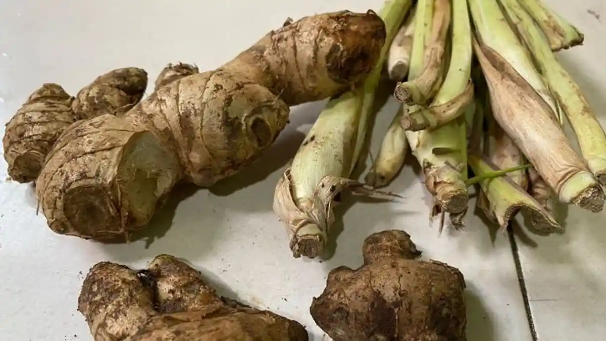 4 Efek Samping Jahe untuk Kesehatan Jika Dikonsumsi secara Berlebihan 