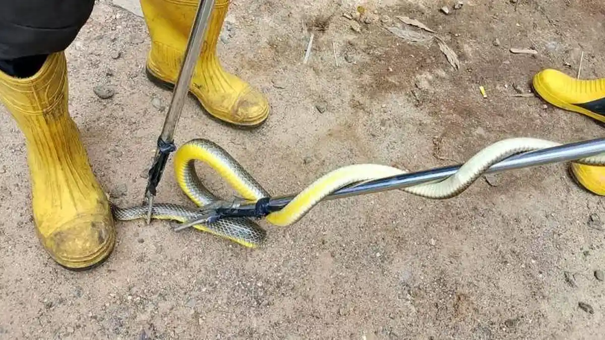 Arti Mimpi Digigit Ular, Sinyal Harus Introspeksi Diri