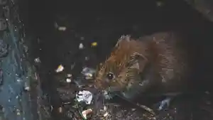 hantavirus-tikus.jpg