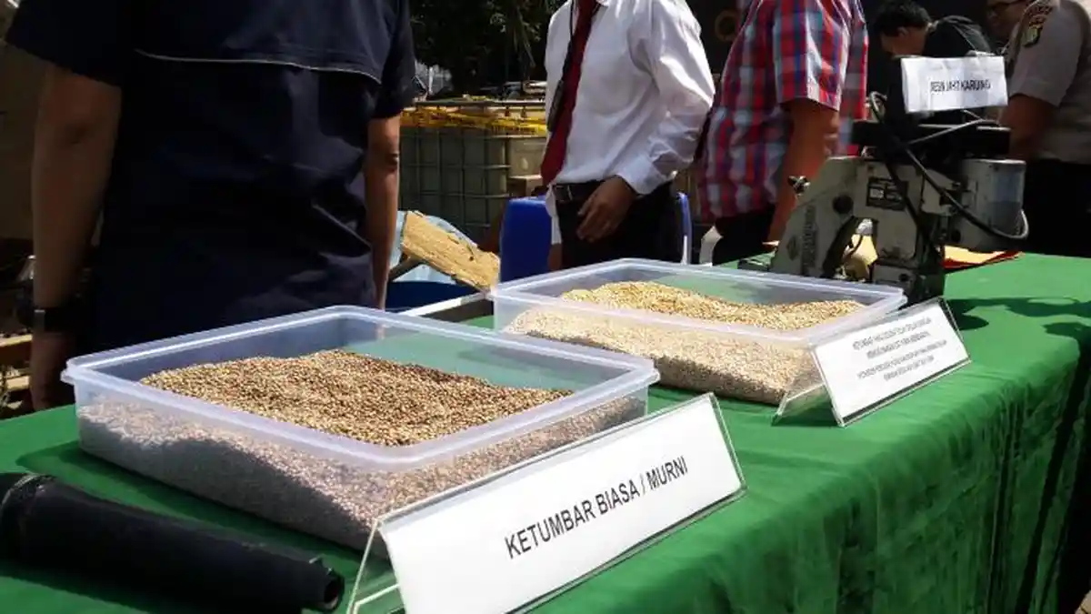 Ternyata Biji Ketumbar Bermanfaat untuk Kesehatan, Mulai dari Diabetes, Kanker, hingga Jantung!