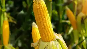 Jagung3.jpg