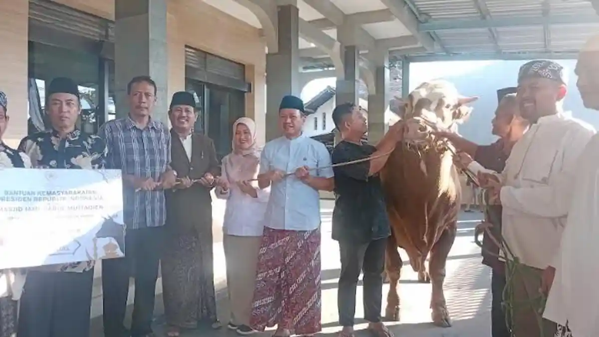 Inilah Penampakan Sapi Seberat 1,073 Ton di Kudus, Disembelih Hari Ini