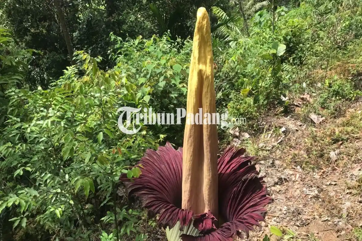 Kawasan Mekar Bunga Bangkai di Palupuh Agam Awalnya Ditemukan Warga Sekitar yang Berkebun