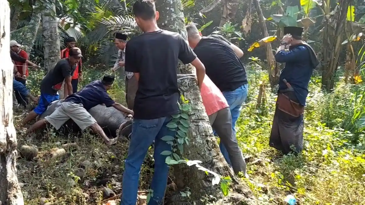 Heboh! Kerbau Kabur hingga Lewati Batas Kecamatan Saat Hendak Disembelih di Cilegon