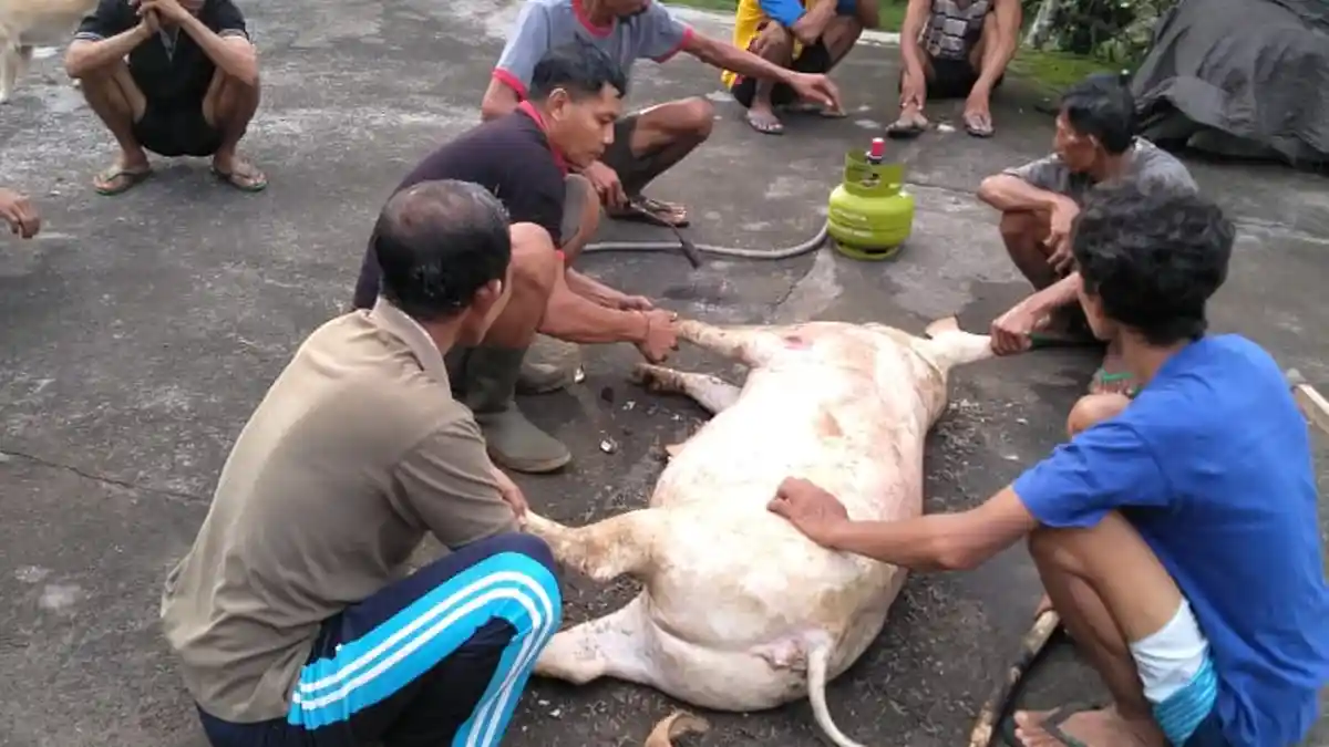 Petugas Keswan Kesmavet Jembrana Pantau Mepatung Warga