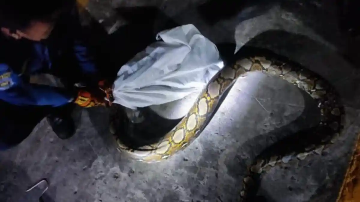 Suasana Panik Warga Sidoarjo saat Temukan Ular Piton 3 Meter Masuk ke Dalam Rumah