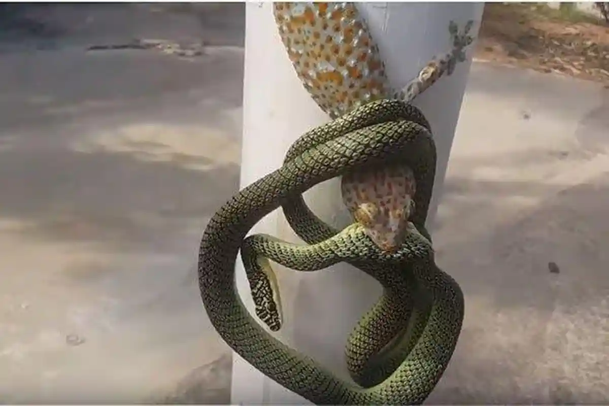 Viral Video Tokek Kalahkan Ular saat Bertarung hingga Anjing Selamatkan Bayi dari Gigitan Cobra